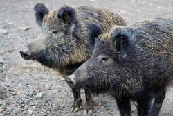 Jagd auf Wildschweine soll wegen der Gefahr der Afrikanischen Schweinepest nicht reduziert werden