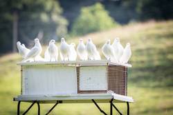 white doves 1524488 1280