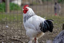 chicken Foto WFranz pixabay