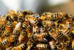 Illustration zum Thema Bienen/Tierseuche