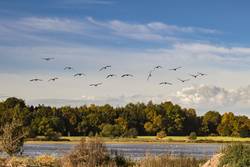 Ein Vogelschwarm fliegt über eine von viel Grün umgebene Wasserfläche im Land der Tausend Teiche.