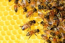 Bienen auf Waben in einem Bienenstock (Symbolfoto).