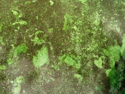 grüne Algenfläche
