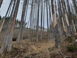 Ansicht eines stark geschädigten Baumbestandes in einem Fichtenwald. Im Hintergrund wurden bereits Neupflanzungen vorgenommen.