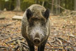 Ein Wildschwein steht im Wald (Symbolfoto).