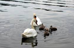 Zwei erwachsene Schwäne mit Jungtieren schwimmen auf einem Teich (Symbolfoto).