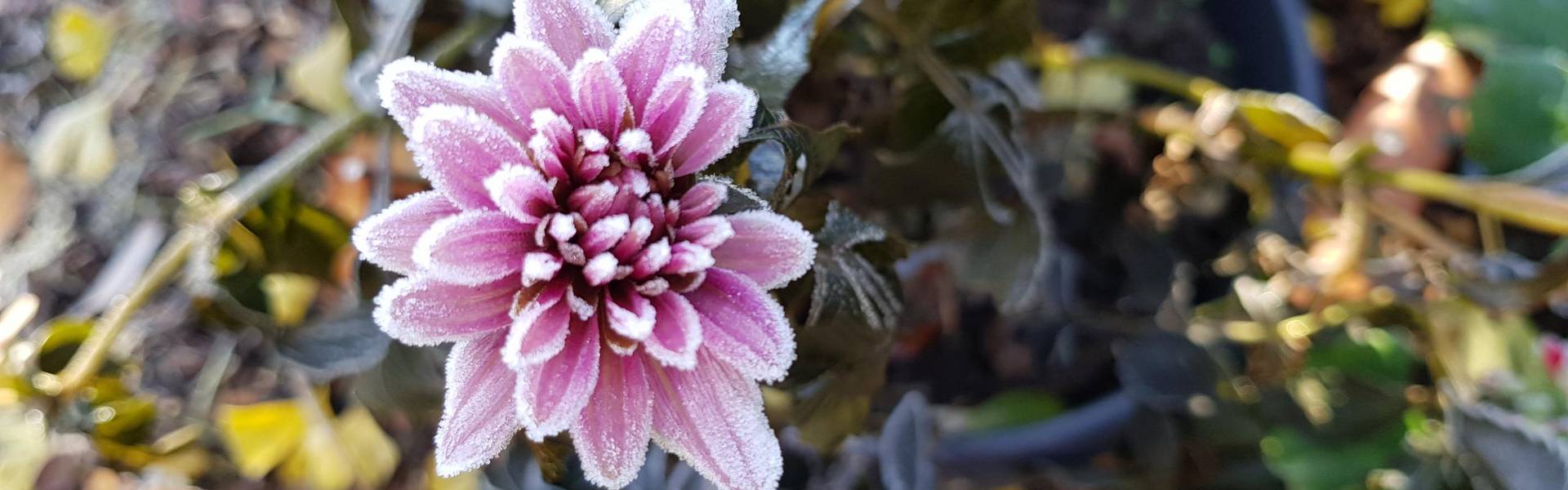 Der nächtliche Frost lässt in diesen Tagen so manche Blüte im Garten in Schönheit erstarren ©Landratsamt Saale-Orla-Kreis, Pressestelle