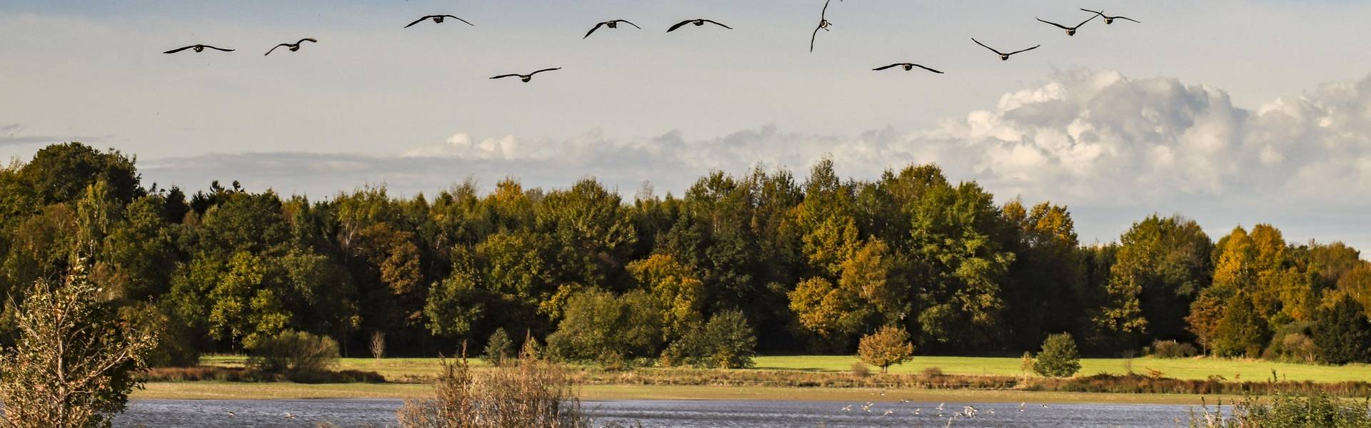 Vögel fliegen über einem Teich ©Fotostudio Jahn / Jörg-Uwe Jahn