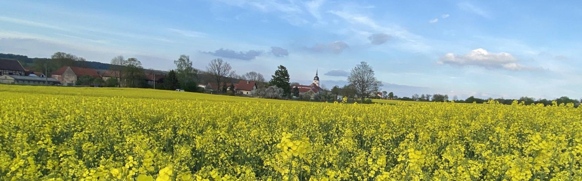 Rapsfeld