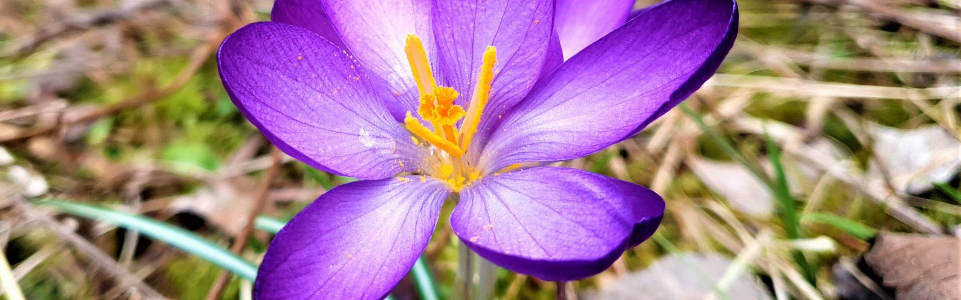 Krokus-Blüte