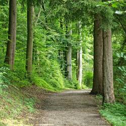Waldweg Waldweg