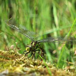 Libelle am kleinen Teich