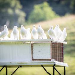 Symbolfoto © Sabine Schulte / Pixabay white doves 1524488 1280