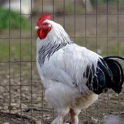 Symbolfoto © Pixabay chicken Foto WFranz pixabay