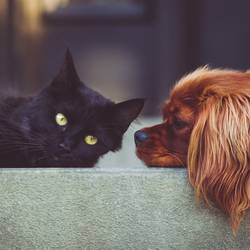 Symbolfoto © Pixabay Hund Katze Pixabay