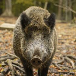Das Bild zeigt die Nahaufnahme eines Wildschweins. Proben von Wildschweinen und andere erlegte Wildtieren können am Feiertag nicht auf Trichinen untersucht werden.