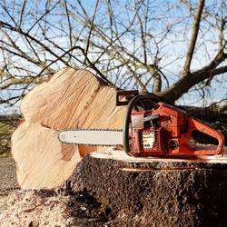 Bürgerinformation zu Baumfällungen und Gehölzrückschnitt © W. Franz / Pixabay Eine Kettensäge liegt auf dem Stumpf eines frisch gefällten Baums (Symbolfoto).