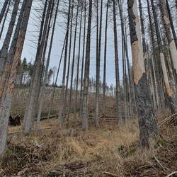 Ansicht eines stark geschädigten Baumbestandes in einem Fichtenwald. Im Hintergrund wurden bereits Neupflanzungen vorgenommen.