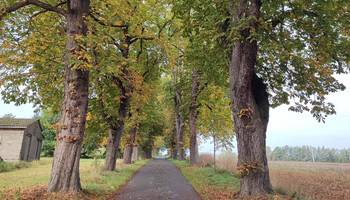 Baum- und Alleenschutz