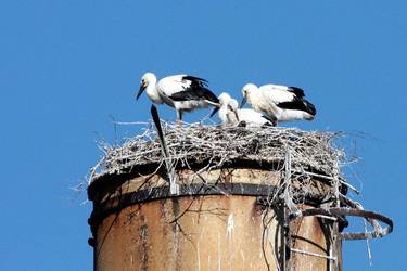 Weißstörche im Saale-Orla-Kreis mit nur wenigen Jungen © Untere Naturschutzbehörde Ein Bild, das es im Saale-Orla-Kreis viel zu selten gibt: Vier Jungstörche auf einem Schornstein bei Oettersdorf kurz vor dem Ausfliegen.