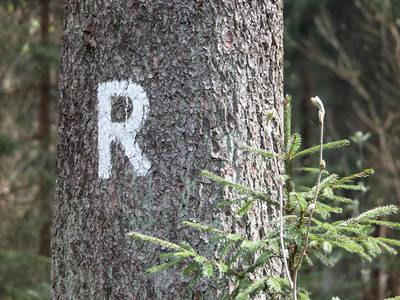 Deutschlands bekanntester Höhenwanderweg, der 168 Kilometer lange Rennsteig, startet (oder endet) in Blankenstein.