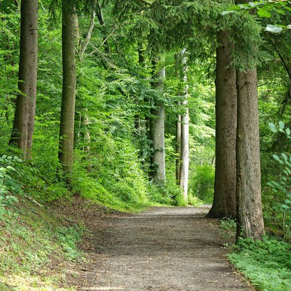 Waldweg Waldweg