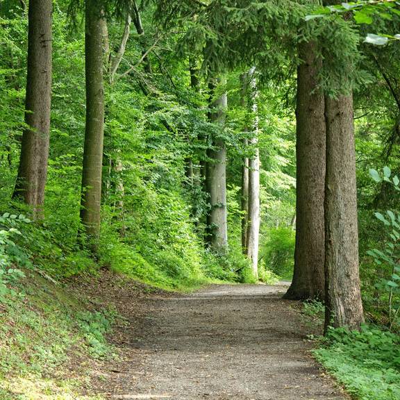 Waldweg