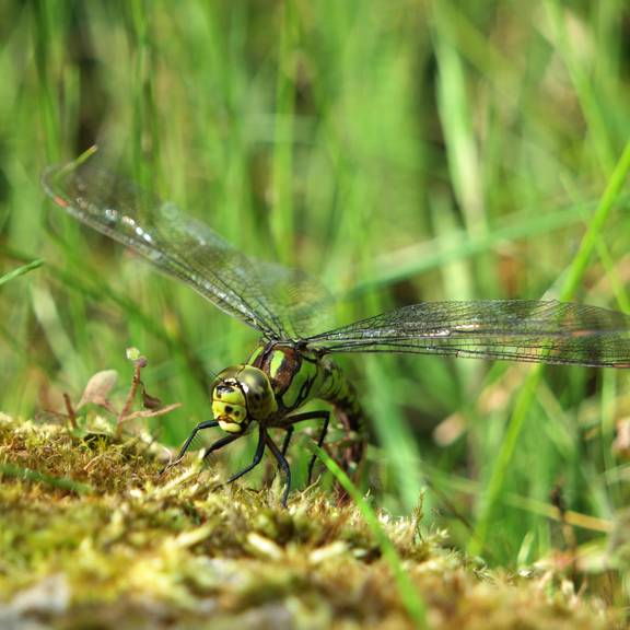 Libelle am kleinen Teich