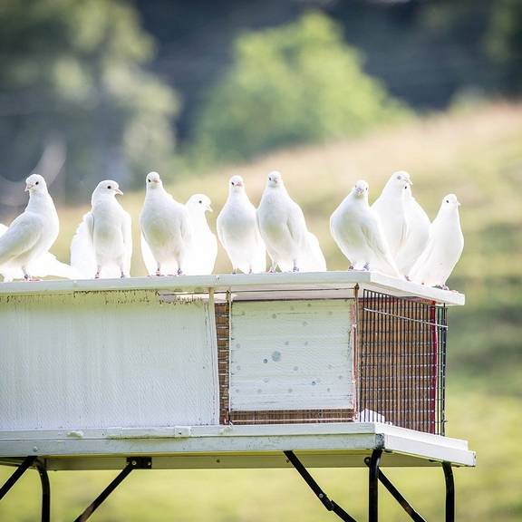 Symbolfoto © Sabine Schulte / Pixabay white doves 1524488 1280