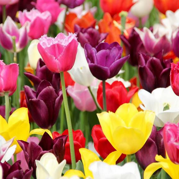 Symbolfoto © Pixabay tulips ge6fa48f1d 1280