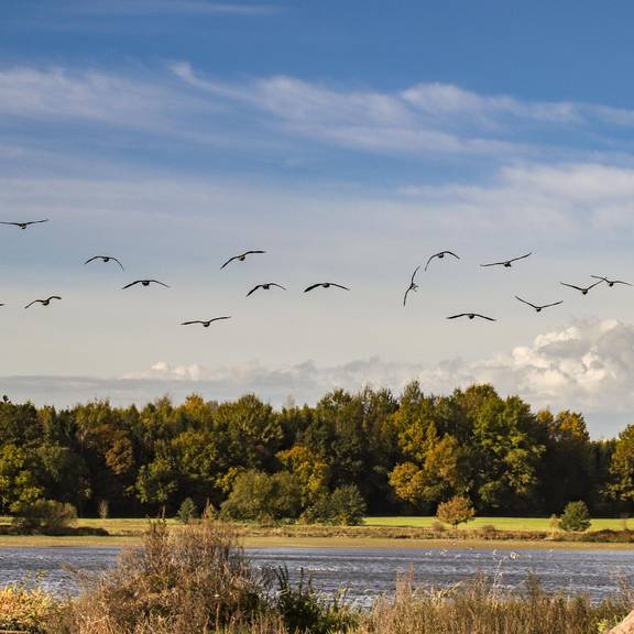 Tolle Schnappschüsse vom Land der Tausend Teiche gesucht © Jörg-Uwe Jahn Ein Vogelschwarm fliegt über eine von viel Grün umgebene Wasserfläche im Land der Tausend Teiche.