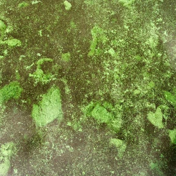 Algenteppich auf dem Stausee © Peter Oppel grüne Algenfläche